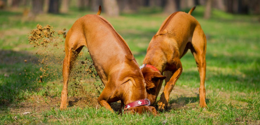 How to Stop Your Dog from Diggin