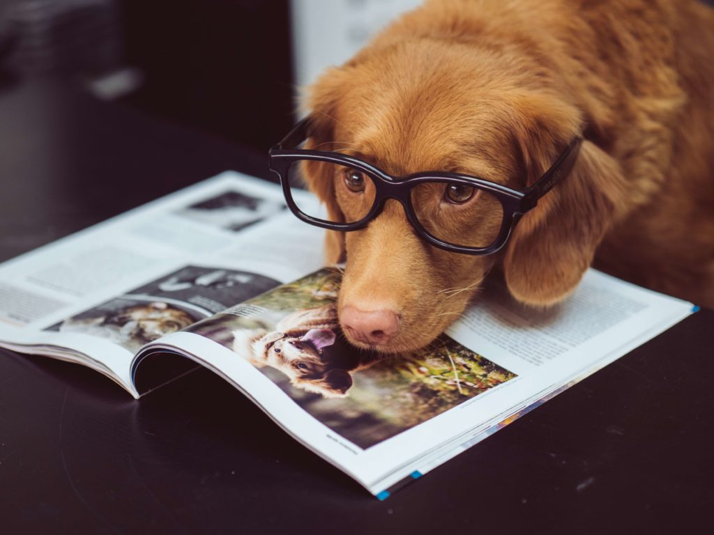 Dog Care HQ about us