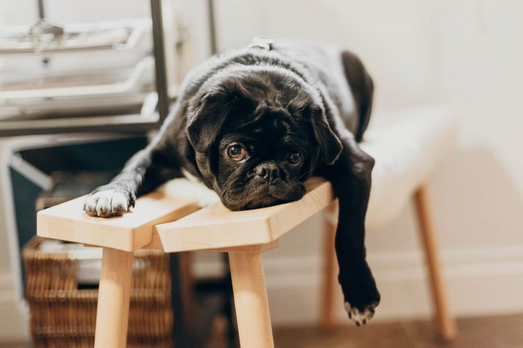 The Laziest Dog Breeds: Perfect Pets for Couch Potatoes