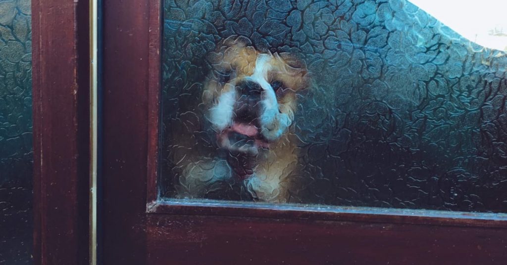 Best Automatic Dog Doors