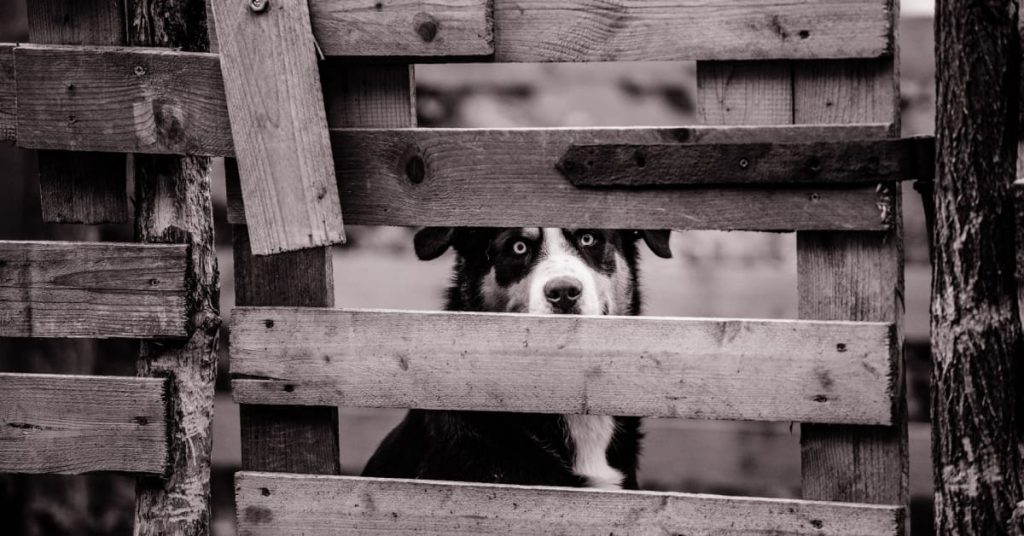 wireless-dog-fence