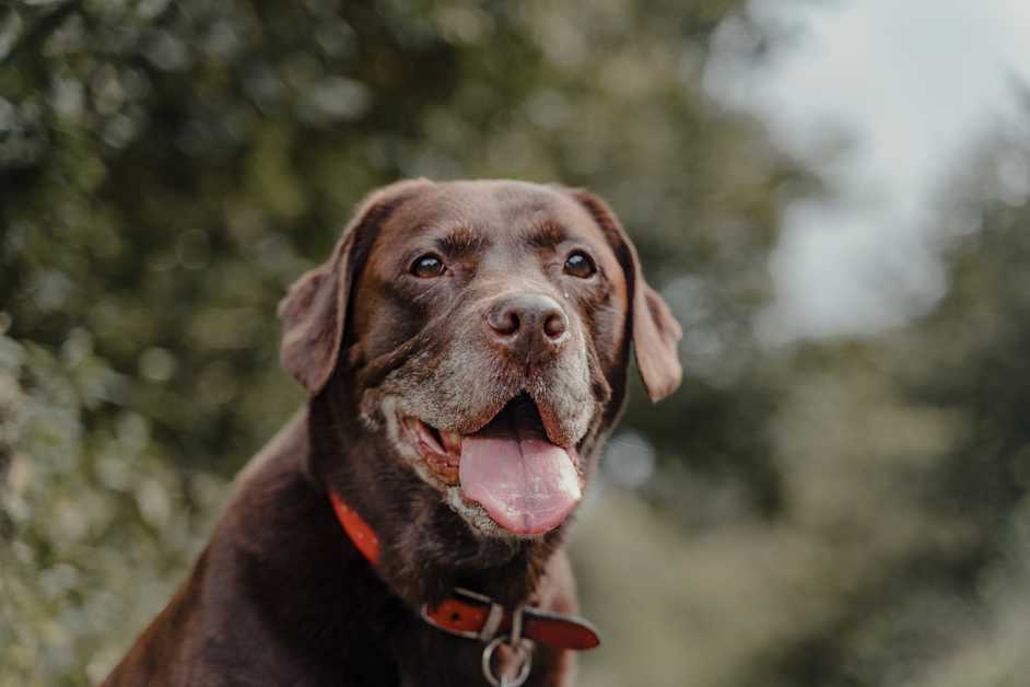 Best Dog Dental Chews