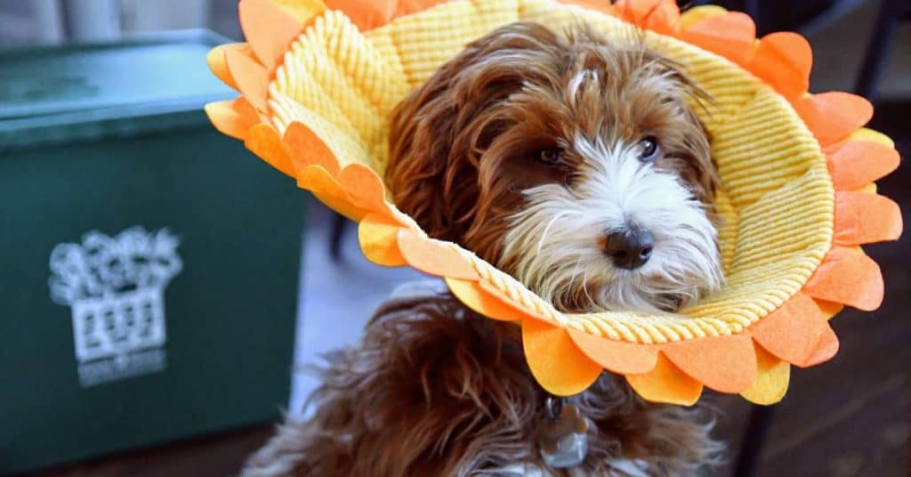 Best Dog Food for Allergies