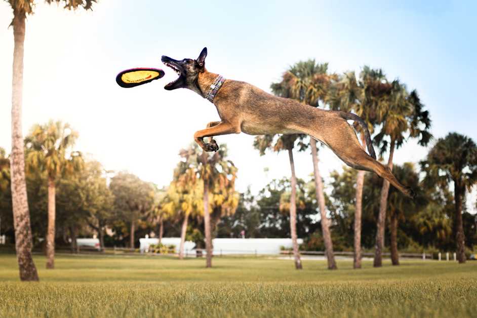 Best Dog Frisbee