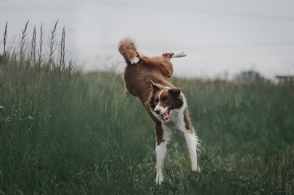Best Glucosamine for Dogs
