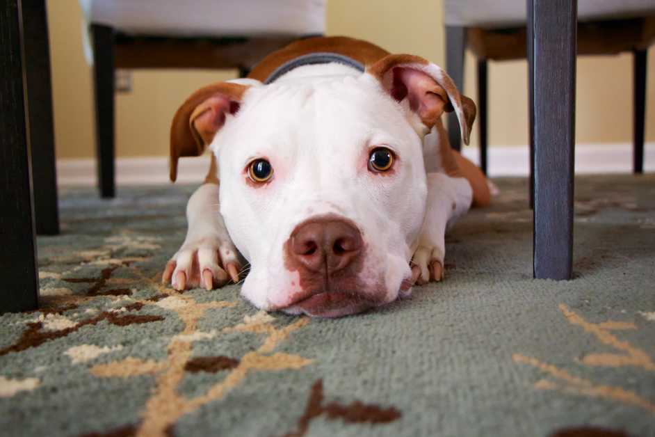 Best Hydrogen Peroxide for Dogs