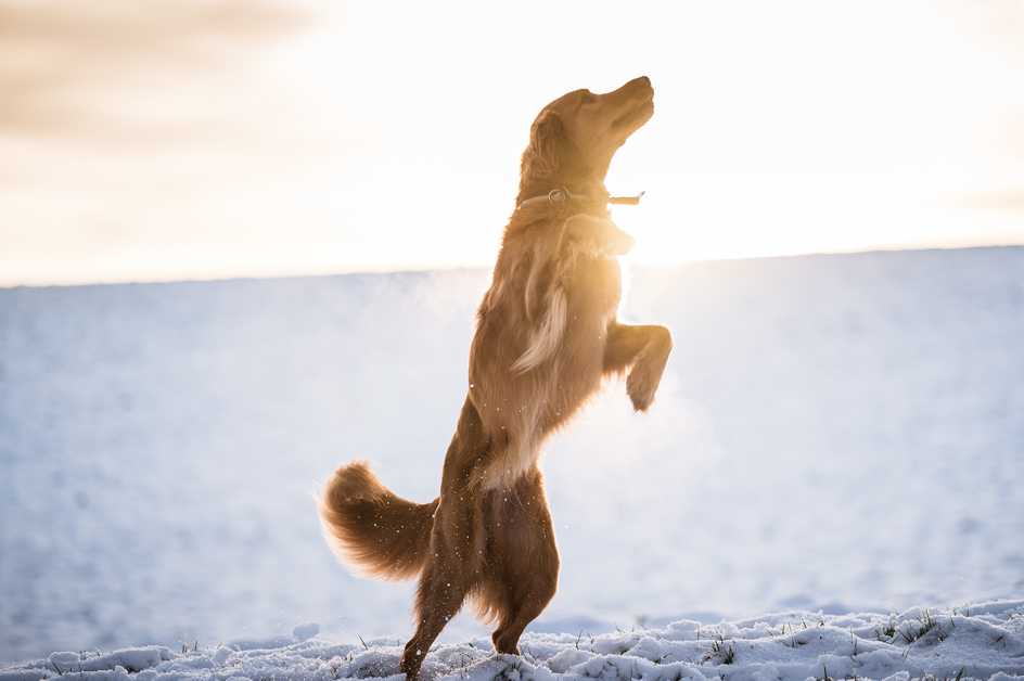 Best Dog Joint Supplements