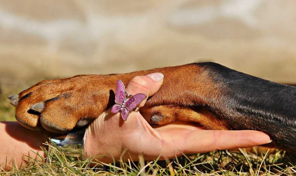 Best Dog Nail Clippers