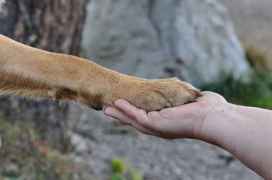 Best Dog Paw Protectors