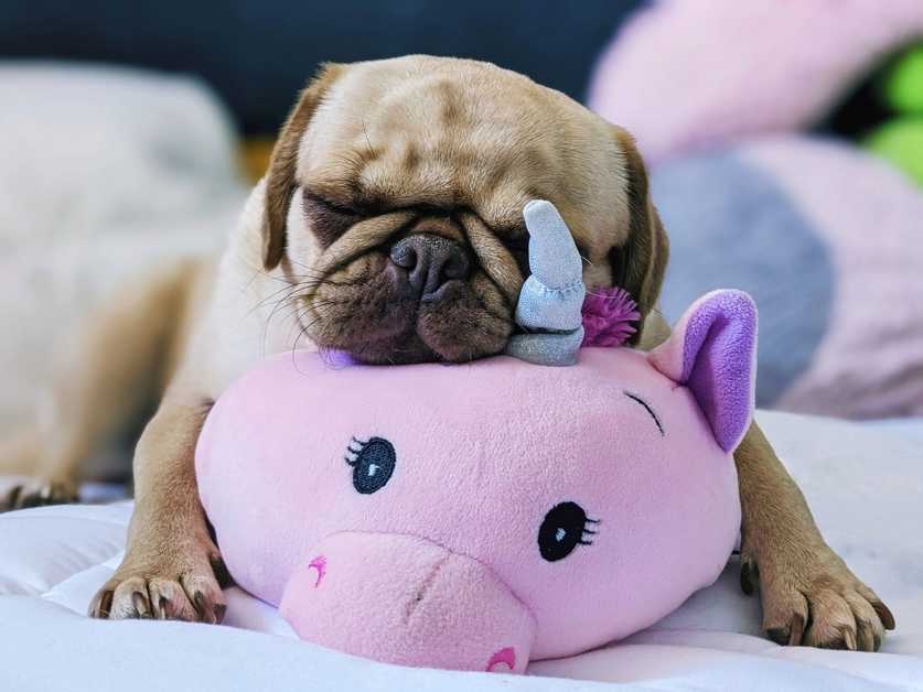Best Plush Dog Toys