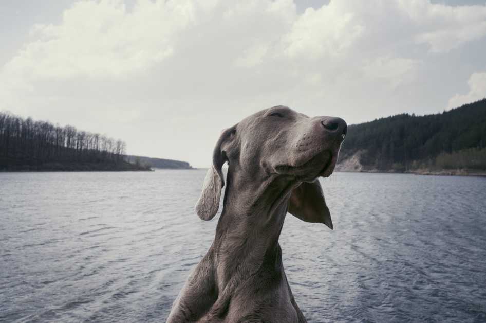 Best Dog Probiotics