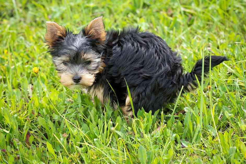 Best Dog Pooper Scooper
