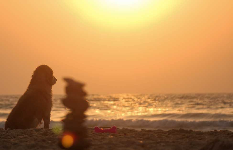 Best Dog Sunscreen