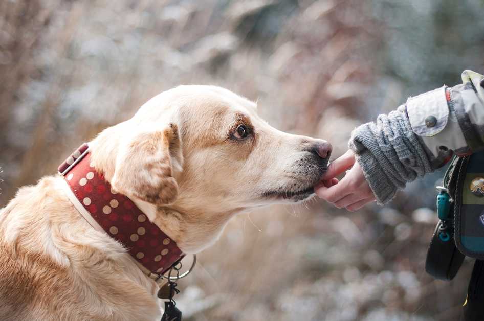 Best Dog Vitamins