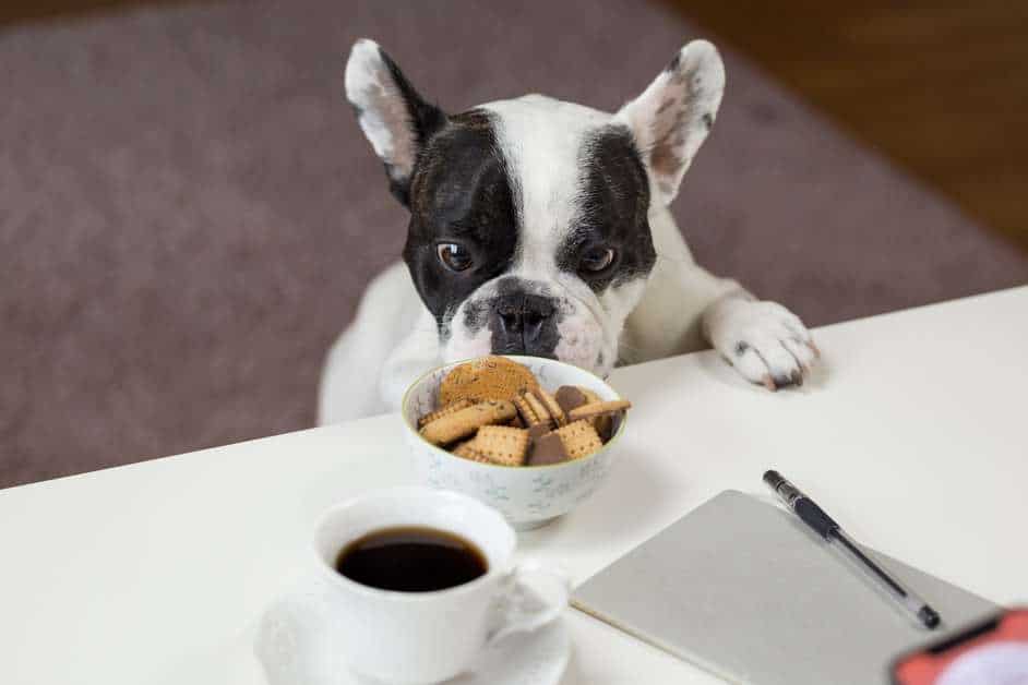 Best Wet Dog Food