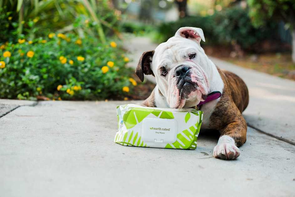 Best Dog Wipes