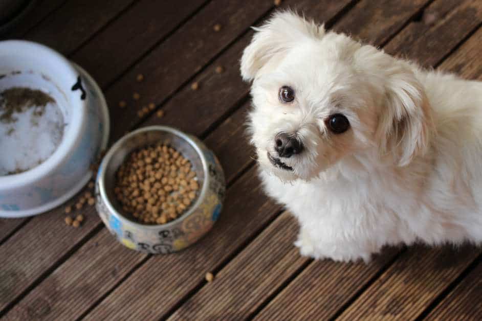 Best Dry Dog Food