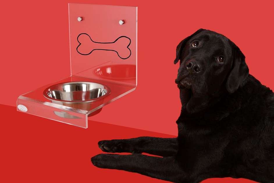 Best Elevated Dog Bowls