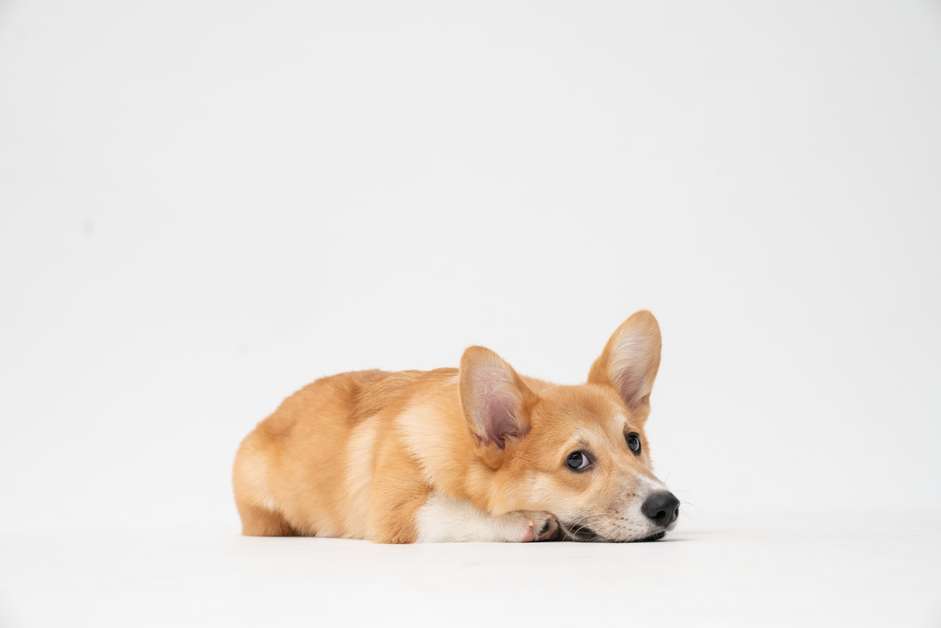 Best Fleas and Ticks Collars