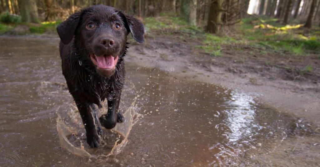 Hyperactivity or canine anxiety?