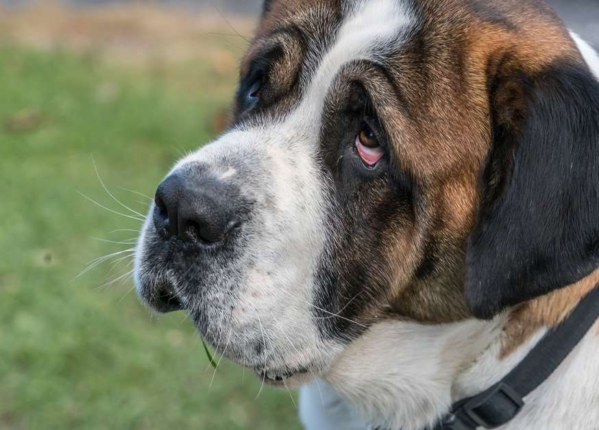 Best Large Breed Dog Food