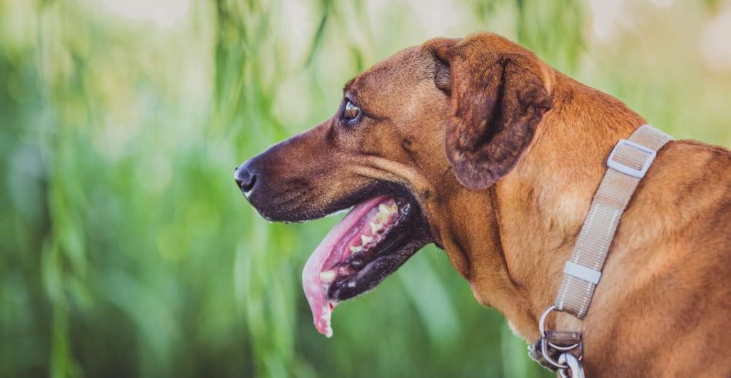 Best Martingale Dog Collars