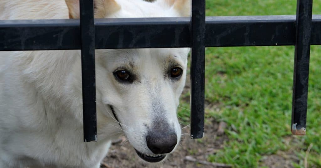 Why You Should Get Insurance for Your Rescue Pet