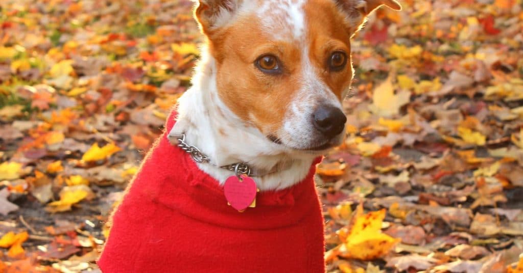 How to Reduce Dog Anxiety?